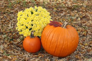 Pumpkin and fall flowers in leaves